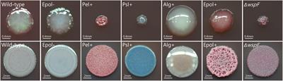 The role of individual exopolysaccharides in antibiotic tolerance of Pseudomonas aeruginosa aggregates